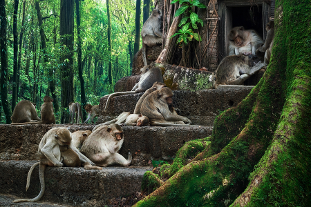 India’s most amazing jungle getaways