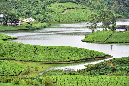 Meghamalai & Thekkady Tour