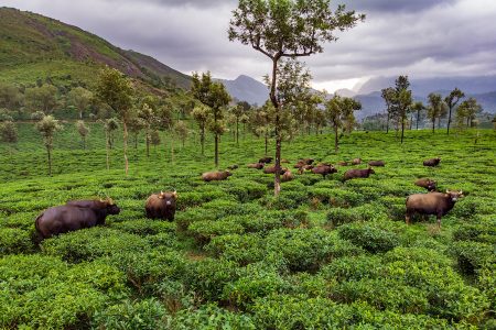 Vaalparai & Pollachi Tour